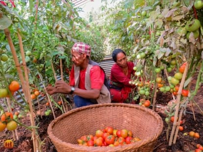 A real growth industry: Nuwakot’s greenhouses